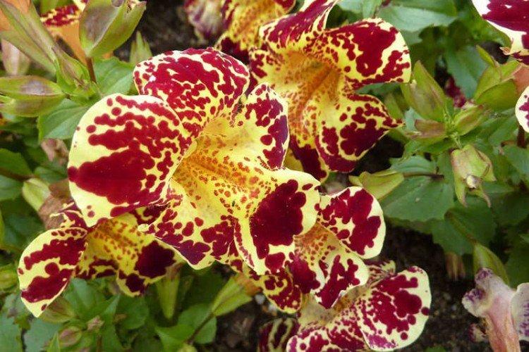 Мимулюс – фото