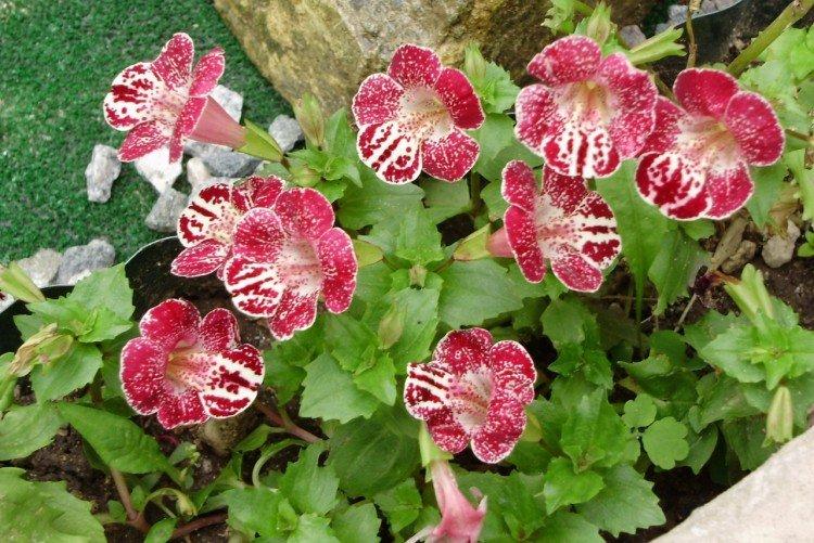 Мимулюс – фото