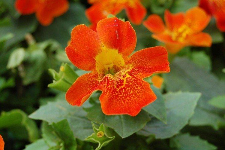 Мимулюс – фото