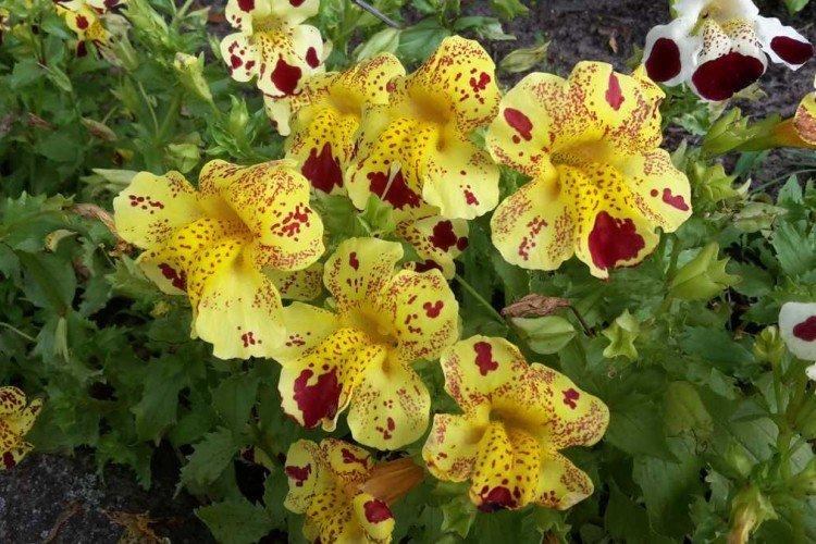 Мимулюс – фото