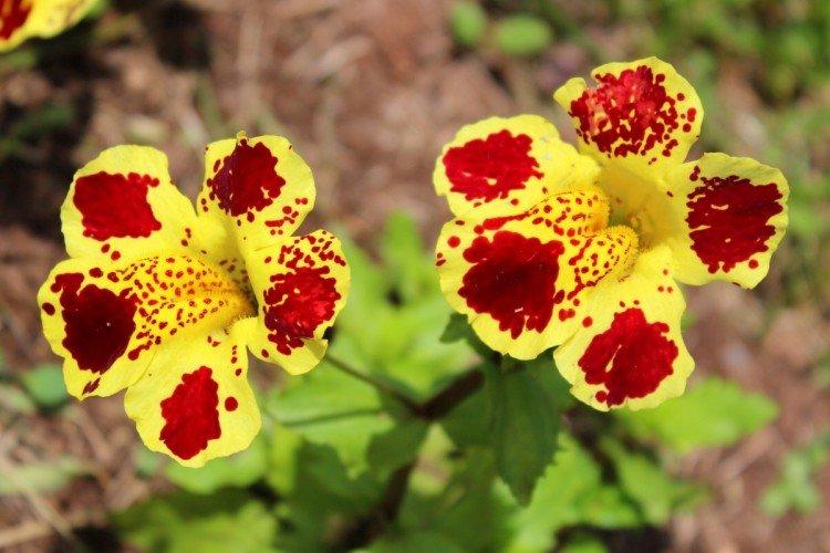 Мимулюс – фото