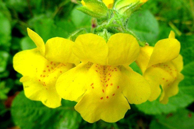 Мимулюс – фото