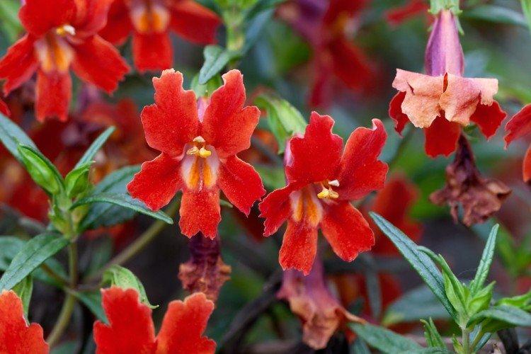 Мимулюс – фото