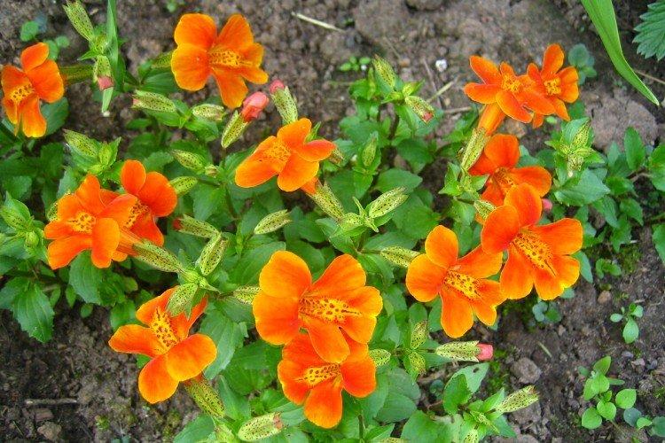 Мимулюс – фото