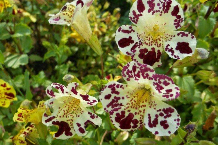 Мимулюс – фото