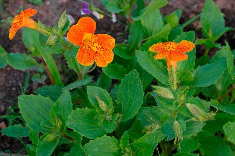 Медно-красный мимулюс