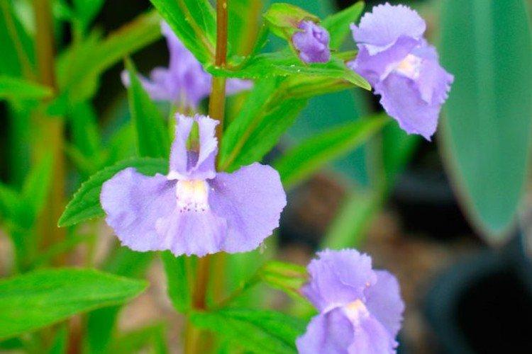 Разинутый мимулюс