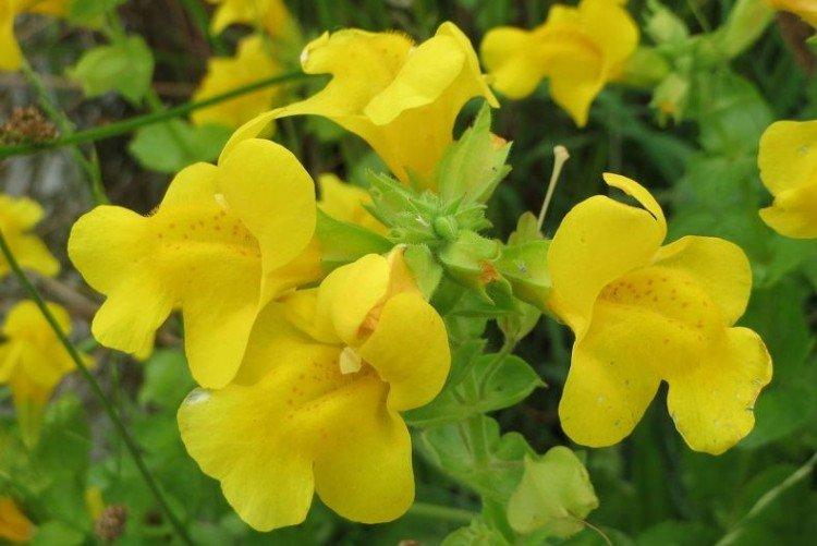 Желтый мимулюс