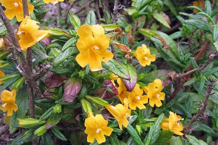 Мускусный мимулюс