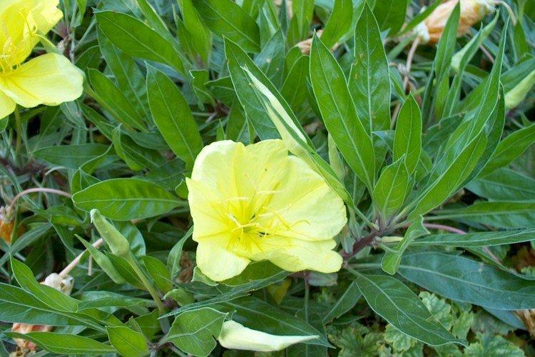 Борьба с вредителями и болезнями