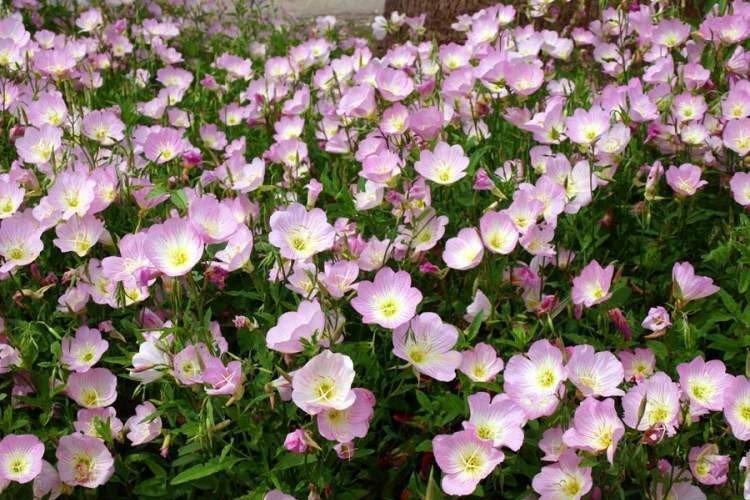 Энотера – фото