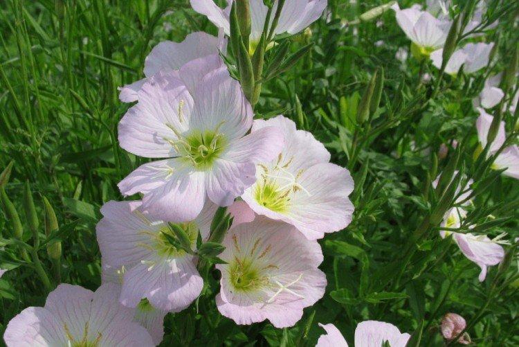 Энотера – фото