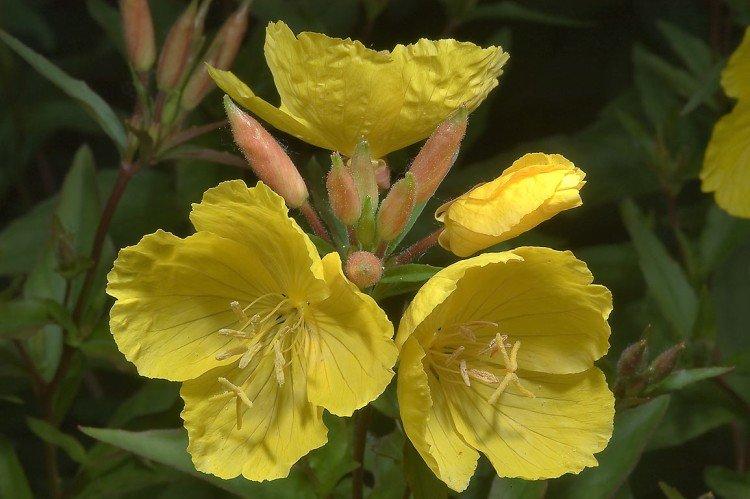 Энотера – фото