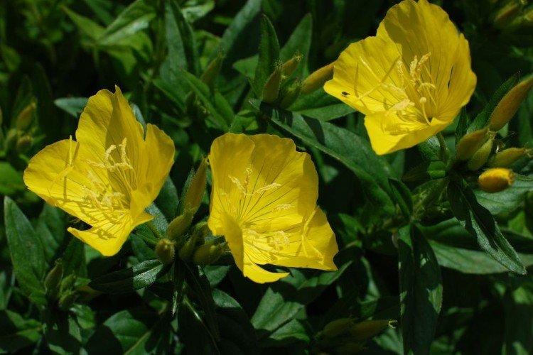 Энотера – фото