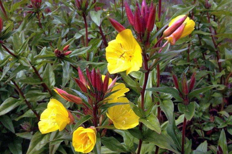 Энотера – фото