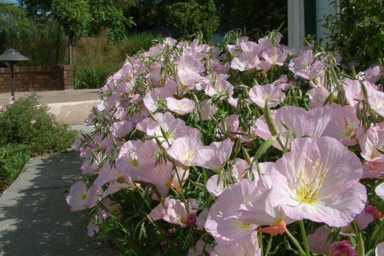 Энотера – фото