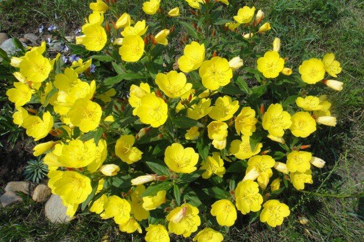 Энотера – фото