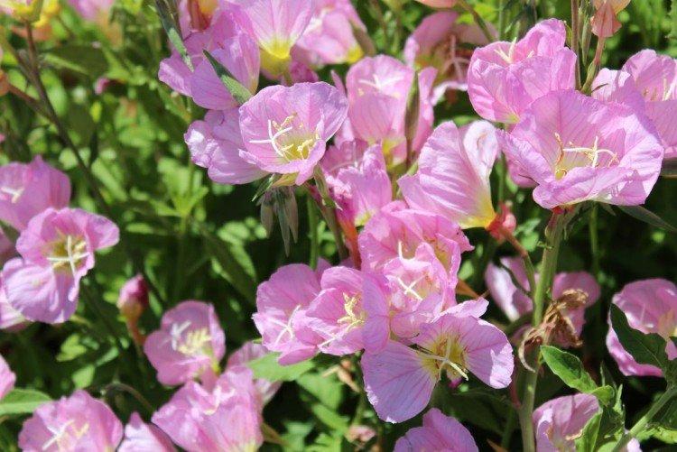 Энотера – фото