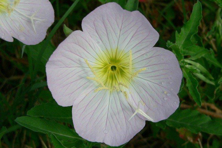 Энотера – фото