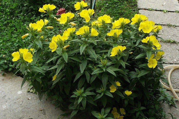 Энотера – фото