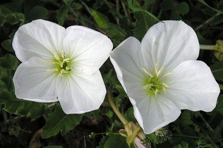 Энотера – фото