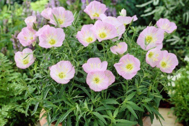 Энотера – фото