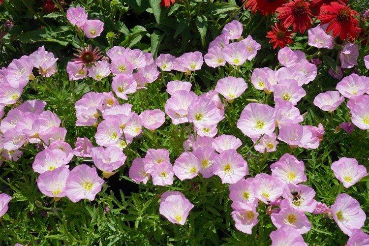 Красивая энотера