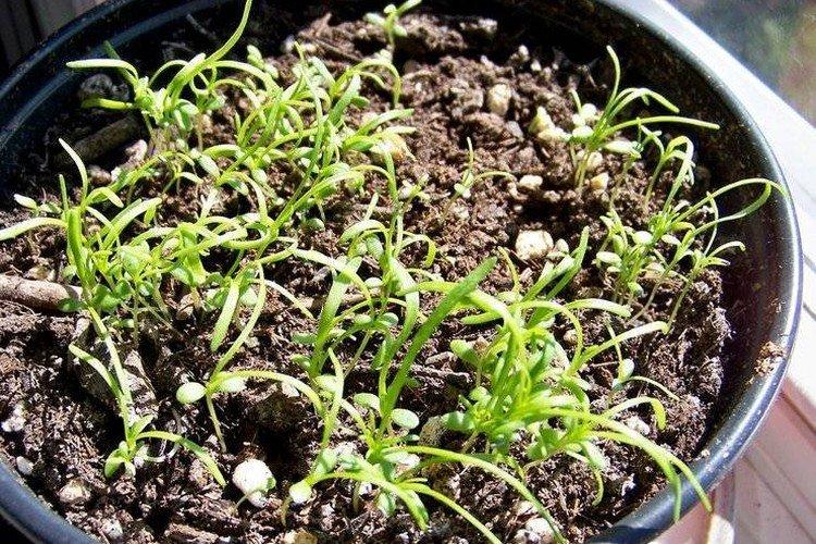 Посадка и размножение брахикомы