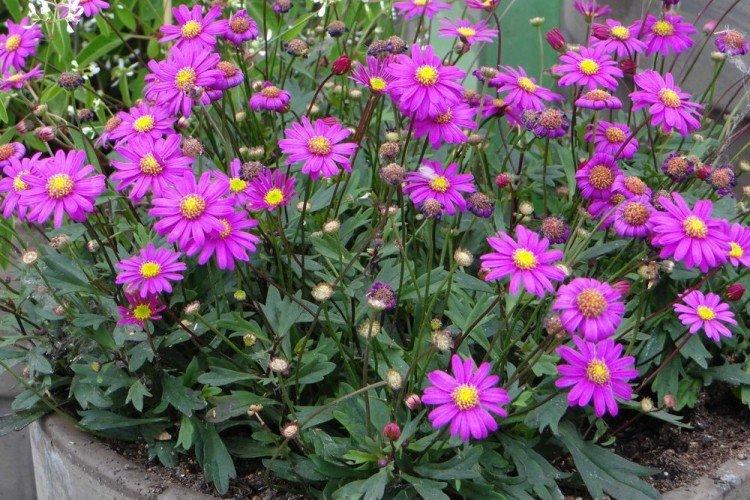 Борьба с вредителями и болезнями