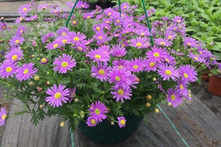 Брахикома – фото