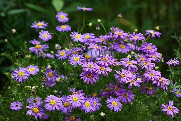 Брахикома – фото