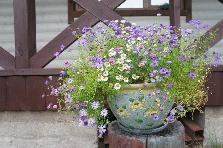 Брахикома – фото