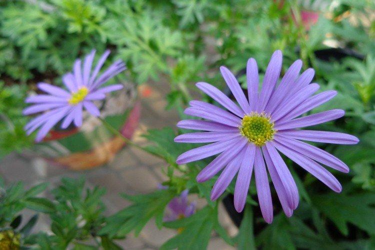 Брахикома – фото