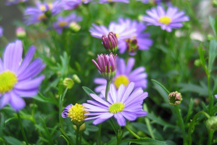 Брахикома – фото