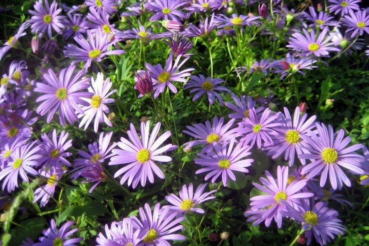 Многораздельная брахикома