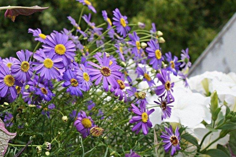 Брахикома – фото