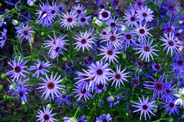 Брахикома – фото