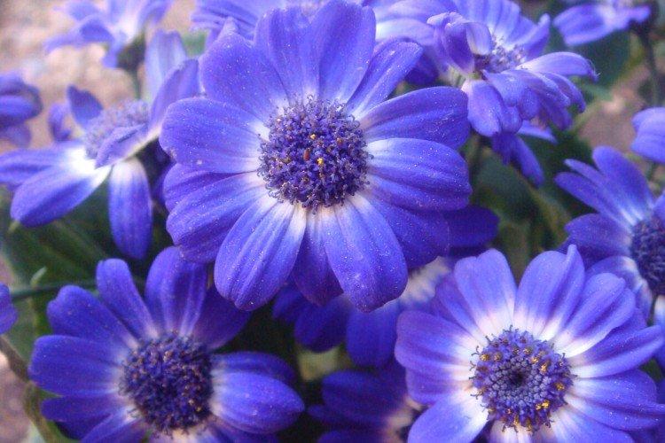 Брахикома – фото