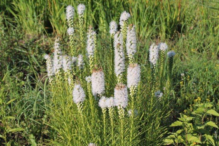 Лиатрис – фото