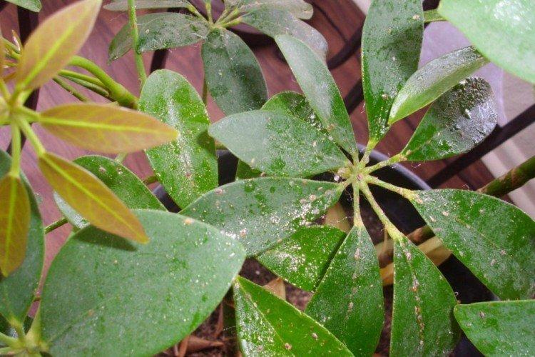 Борьба с вредителями и болезнями