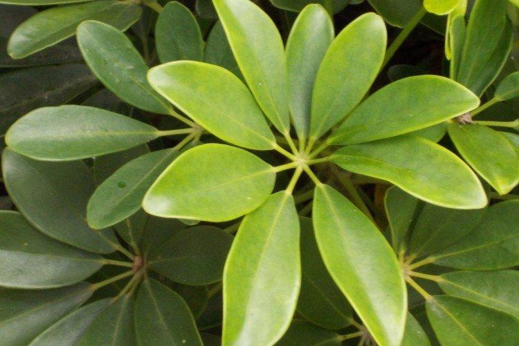 Звездчатолистная шеффлера