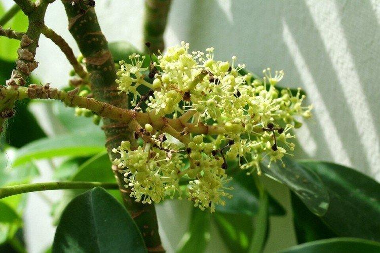 Шеффлера – фото