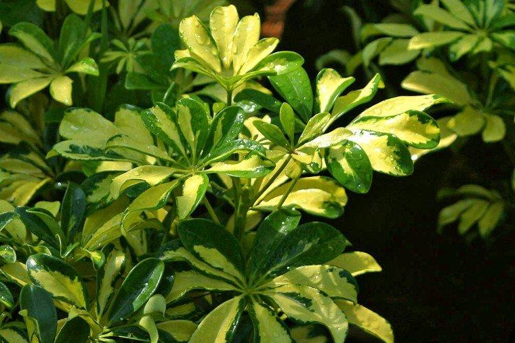 Шеффлера – фото