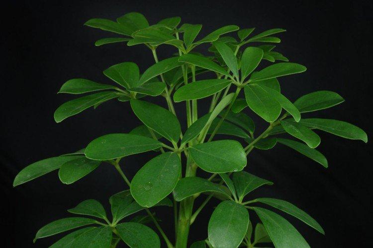 Шеффлера – фото