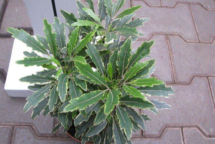 Изящная шеффлера