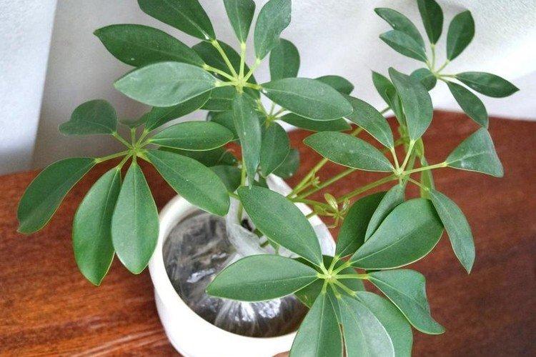 Древесная шеффлера