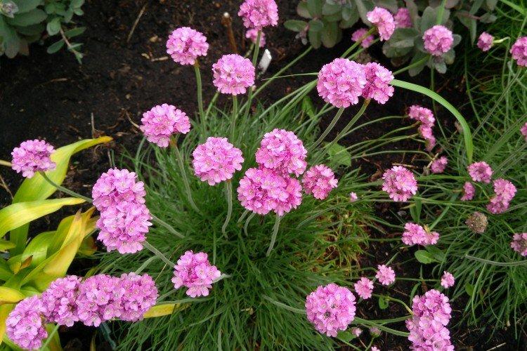 Борьба с вредителями и болезнями