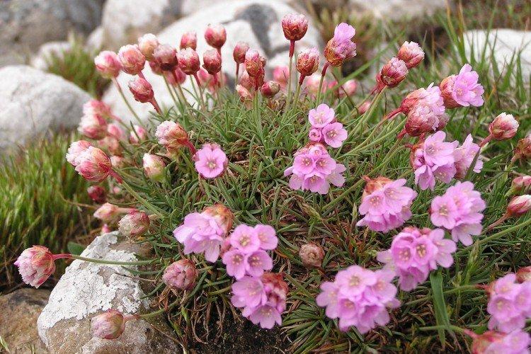 Армерия – фото