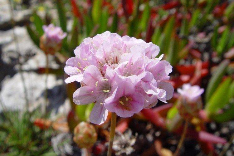 Армерия – фото