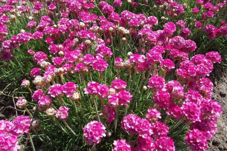 Армерия – фото